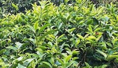 生態(tài)茶園發(fā)展離不開(kāi)農(nóng)殘檢測(cè)儀