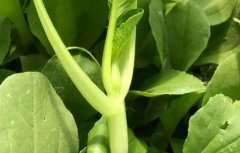 有機(jī)蔬菜更有必要進(jìn)行農(nóng)殘檢測嗎？